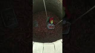 Sweet potato cellar storage process [upl. by Balkin630]