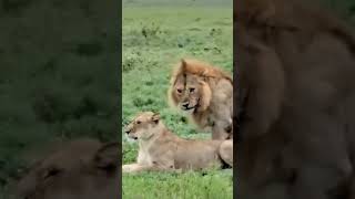 Lions mating seasonbreeding season of lions lionmating [upl. by Ireva614]