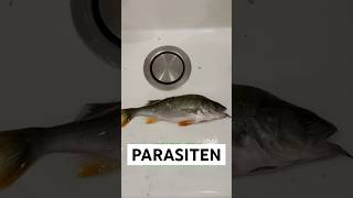 WÜRMER im Barschfilet  Das erste Mal Nematoden gefunden angeln fishing barsch parasiten [upl. by Ataynik]