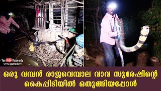 A huge King Cobra surrenders to Vava Suresh  Kaumudy TV [upl. by Krystin]