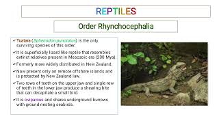 Order RhynchocephaliaClassification of Reptiles for BS BSc and MSc [upl. by Harding]