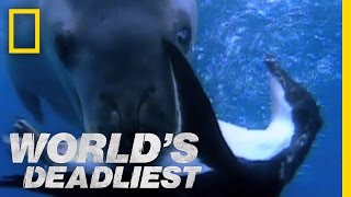 Seal vs Penguin  Worlds Deadliest [upl. by Janey]