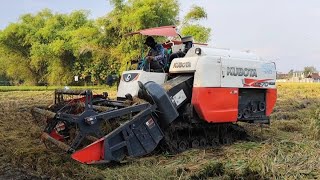 Padi rebahan yang sangat menyulitkan kami‼️Combi harvester kubota dc 70 plus [upl. by Nyliram903]