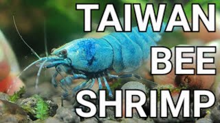 Everything You Need To Know About Taiwan Bee Shrimp [upl. by Terri226]