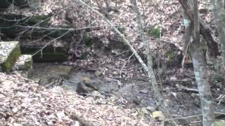 Greenbrier river trail  Watoga State Park [upl. by Ringe]