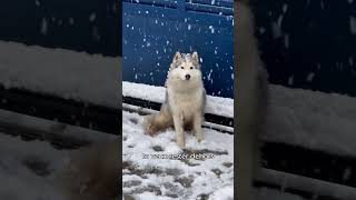 Sora reste sous la neige 🥰 chien husky chienmignon educationcanine huskylife neige snow [upl. by Boothman]