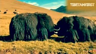 Tibetan Yak Fights Compilation  part 1｜བོད་ཀྱི་གཡག་འཛིང་། [upl. by Bryon500]