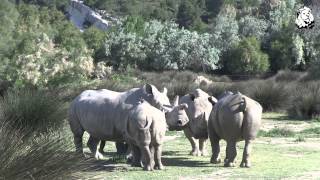 Claude Pellier et les Rhinocéros blancs de la Réserve Africaine de Sigean [upl. by Eiramanitsirhc]