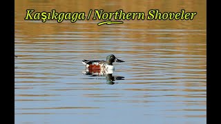 Kaşıkgaga  Northern Shoveler  Spatula clypeata [upl. by Ladd]