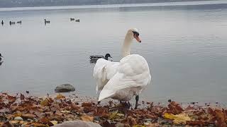 🦢besorgt über Konkurenz im Nachbarterritorium🦢worried about competition in neighboring territory [upl. by Aieki]