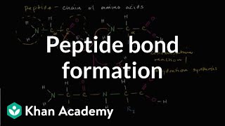 Peptide bond formation  Macromolecules  Biology  Khan Academy [upl. by Ofelia]