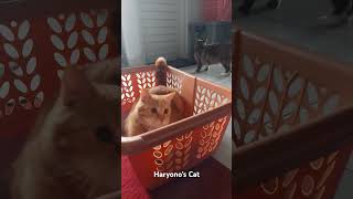 Nono part 1 Hyperactive Nono🐯 cats catsofyoutube catshorts catsoftiktok animals [upl. by Aeel353]