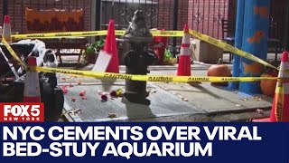 NYC cements over viral BedStuy Aquarium [upl. by Latsyk]