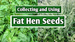 Collecting and using Fat hen Chenopodium album seeds quotWild Quinoaquot [upl. by Lala236]