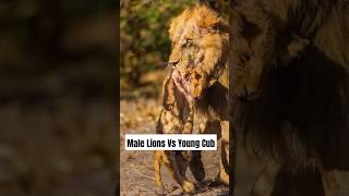 Why Male Lions Target Cubs A Survival Instinct lions cubs animals [upl. by Miof Mela]