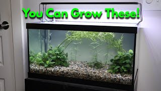 Cheap Substrate amp Plants for a Filterless Planted Tank [upl. by Habas]