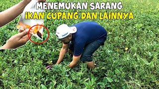 Cara Menangkap Ikan Cupang Menangkap Ikan Cupang Di Sawah PART 1 [upl. by Niac]