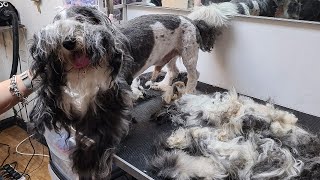 THE MOST MATTED DOG EVER [upl. by Htebsle]