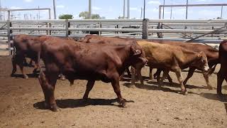 94 FAREWELL SANTA WEANER STEERS HGP FREE  AV 2572KG CURFEWED [upl. by Oriane]