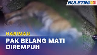 HARIMAU  Pak Belang Mati Dirempuh Kereta Di LPT [upl. by Auqenahc]