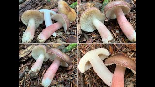 Stachelbeertäubling Russula queletii [upl. by Nalyad253]