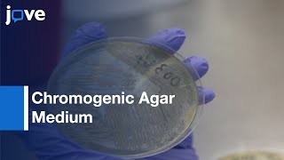 Chromogenic Agar Medium for the Detection of Vibrio Species  Protocol Preview [upl. by Ahsiekan608]