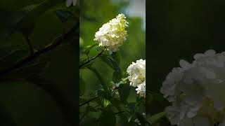 Hydrangea Panicle [upl. by Drus]