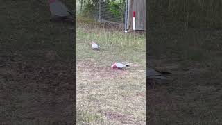 Galah birds 🐦 [upl. by Goetz]