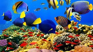 4K The most beautiful coral reefs and undersea creature on earth [upl. by Feil]