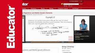 Enhancers and Gene Expression [upl. by Faxen]