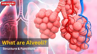 Alveoli function in respiratory system Alveoli gas exchange Structure and functions of alveoli [upl. by Fey944]