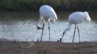 Whooping Crane trying to dislodge antenna [upl. by Onileba]