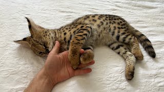 Wild Serval Kitten 2 Month Eats Chicken [upl. by Nolyad173]