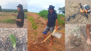 NO VIDEO DE HOJE PLANTAMOS MUDA DE GOIABA TAILANDESA [upl. by Eizeerb255]