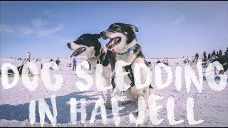 DOG SLEDDING ADVENTURE  Hafjell Norway [upl. by Drofhsa]