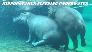 Hippopotamus Sleeping Underwater [upl. by Adriane]