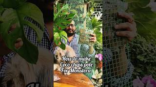 How to Make Coco Chips Pole For Your Rapidhophora Pertusa shorts plants [upl. by Ree]