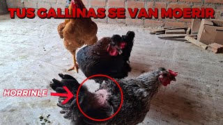 Tus gallinas comen plumas mira la solución [upl. by Neenad]