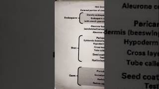 The structure of wheat grain [upl. by Acinod]