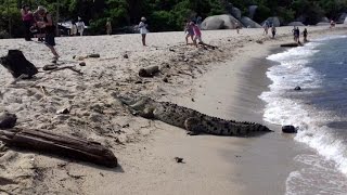 Un Caimán Aguja sorprendió a turistas en playa del Tayrona [upl. by Brynna]