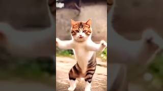 be korbo be korbo moner khusite youtube viralvideo cat funny short song [upl. by Kralc]