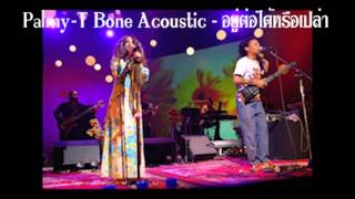 Palmy  T Bone Acoustic  อยู่ต่อได้หรือเปล่า [upl. by Waxler770]