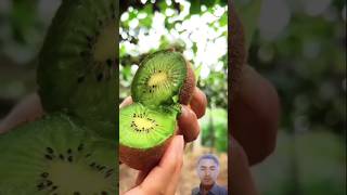 SEGARNYA BUAH KIWI ‼️ 🥝🥝🥝 short shorts fruit [upl. by Dnalyaw974]