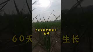 各地韭菜适宜播种时间。韭菜种植 种韭菜 韭菜种植方法 怎么种植韭菜 韭菜 [upl. by Aihsined191]