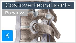 Costovertebral joints and ligaments preview  Human Anatomy  Kenhub [upl. by Gardell]