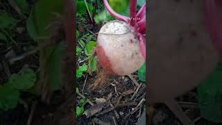 Cosechando betabel y limones del huerto en casa Agua fresca de betabel con limón cosecha [upl. by Nitfa]