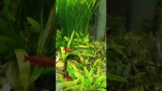 Buntes Leben im Aquarium JUWEL Primo 70 [upl. by Anin]