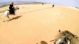 Superbe galop sur la plage Essaouira Maroc  La Maison du Cheval [upl. by Nwahsat]