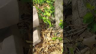 Jack In The Pulpit Young Plants Native North America In My Woodlands [upl. by Shandee]