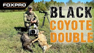 Black Coyote Double  Coyote Hunting [upl. by Nodyarb]